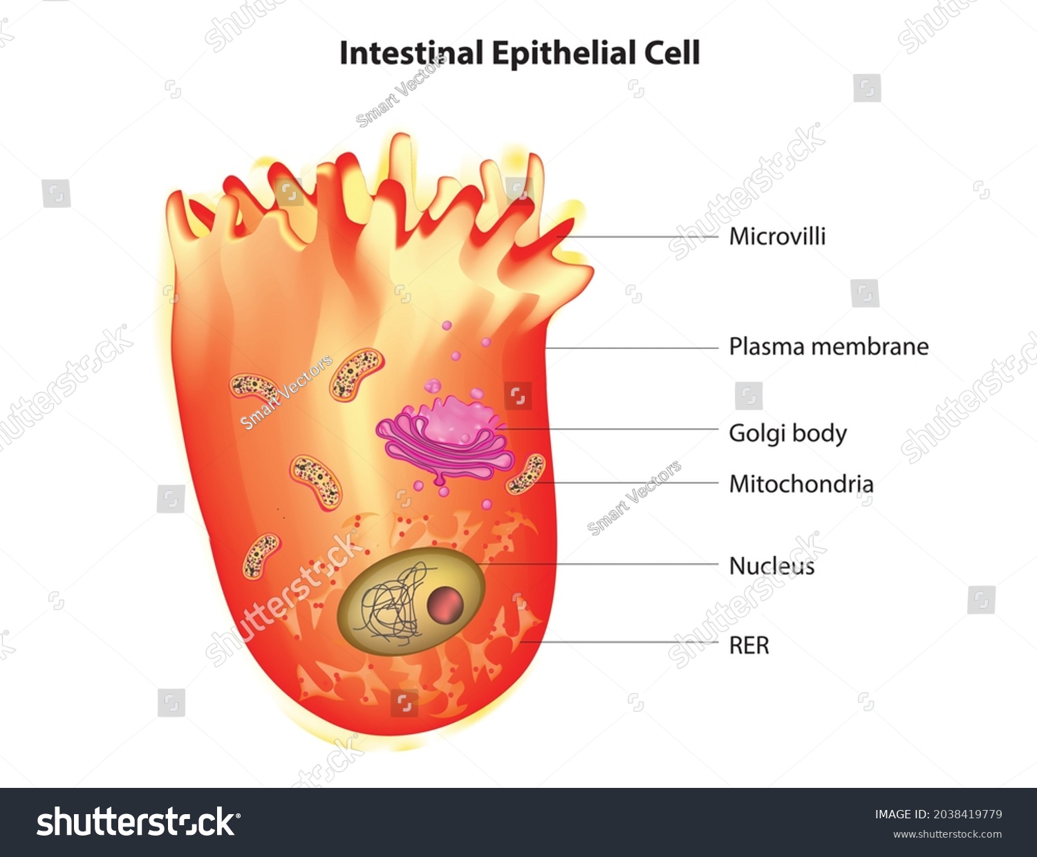 Structure Intestinal Epithelial Cell Physical Biochemical Stock Vector