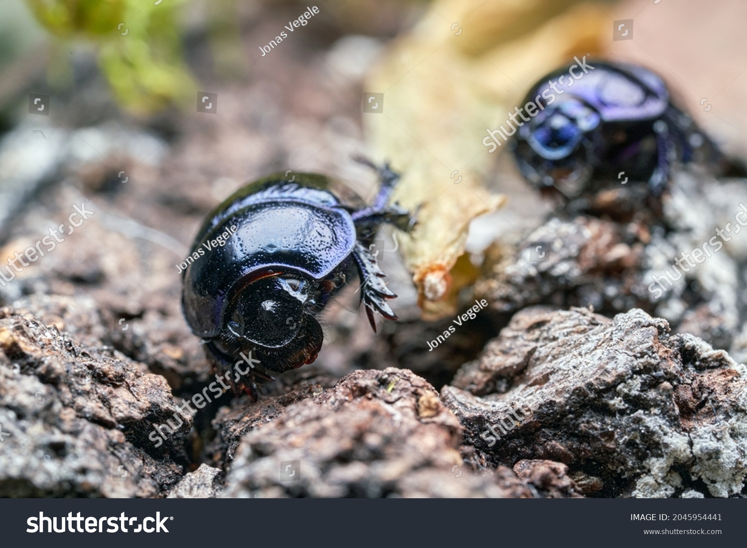 Dor Beetle Anoplotrupes Stercorosus Summer Forest Stock Photo