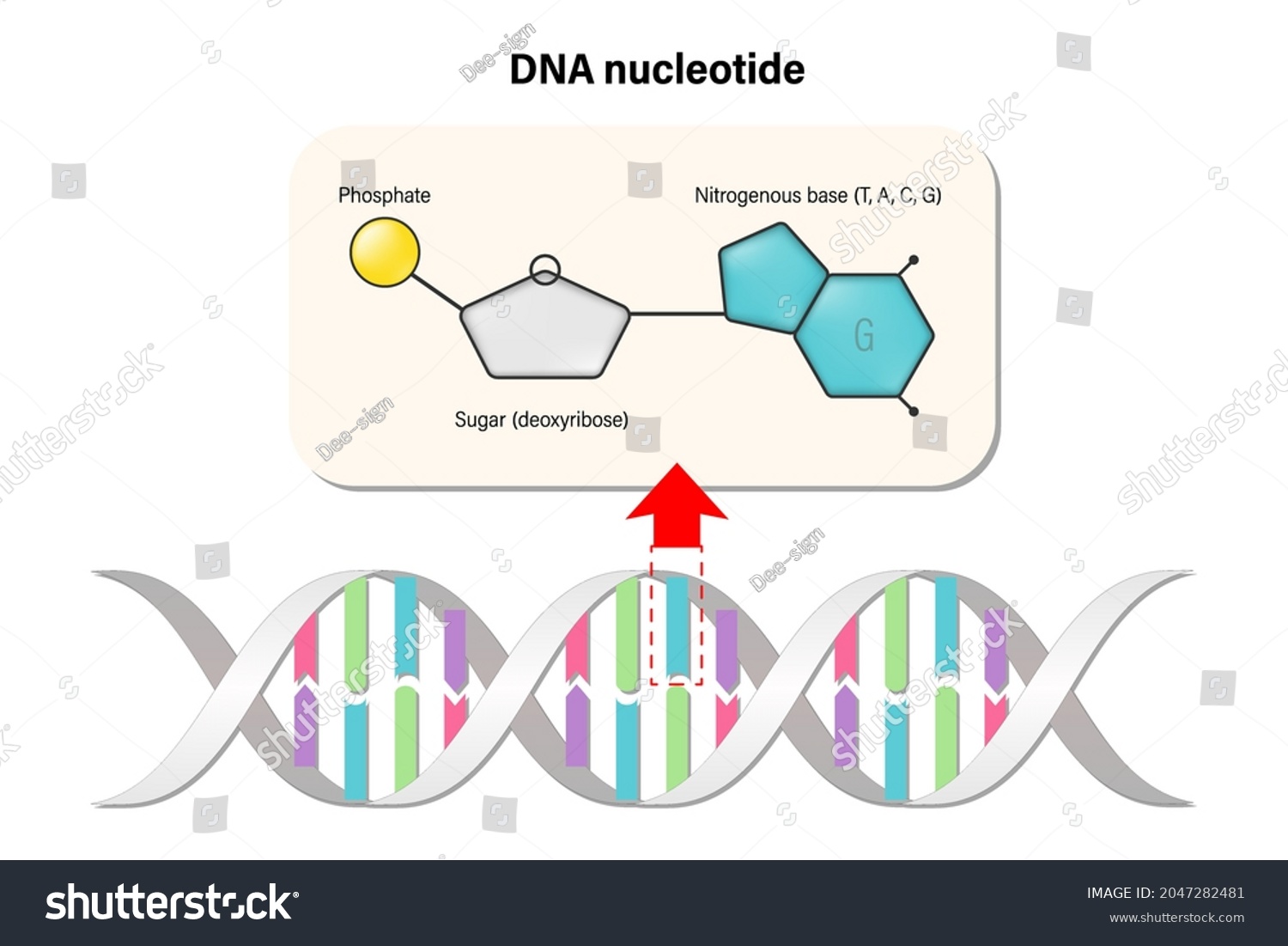 Dna Nukleotid Dna Struktur Desoxyribonukleins Uren Stickstoffbase