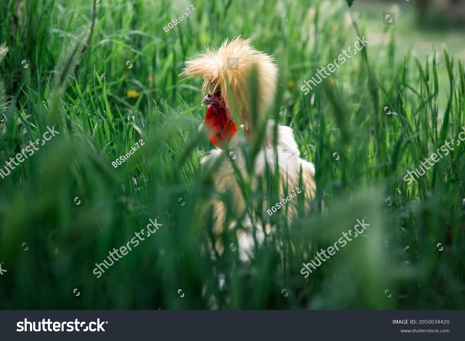 Bantam Naked Neck Silkie Chicken Grass Stock Photo