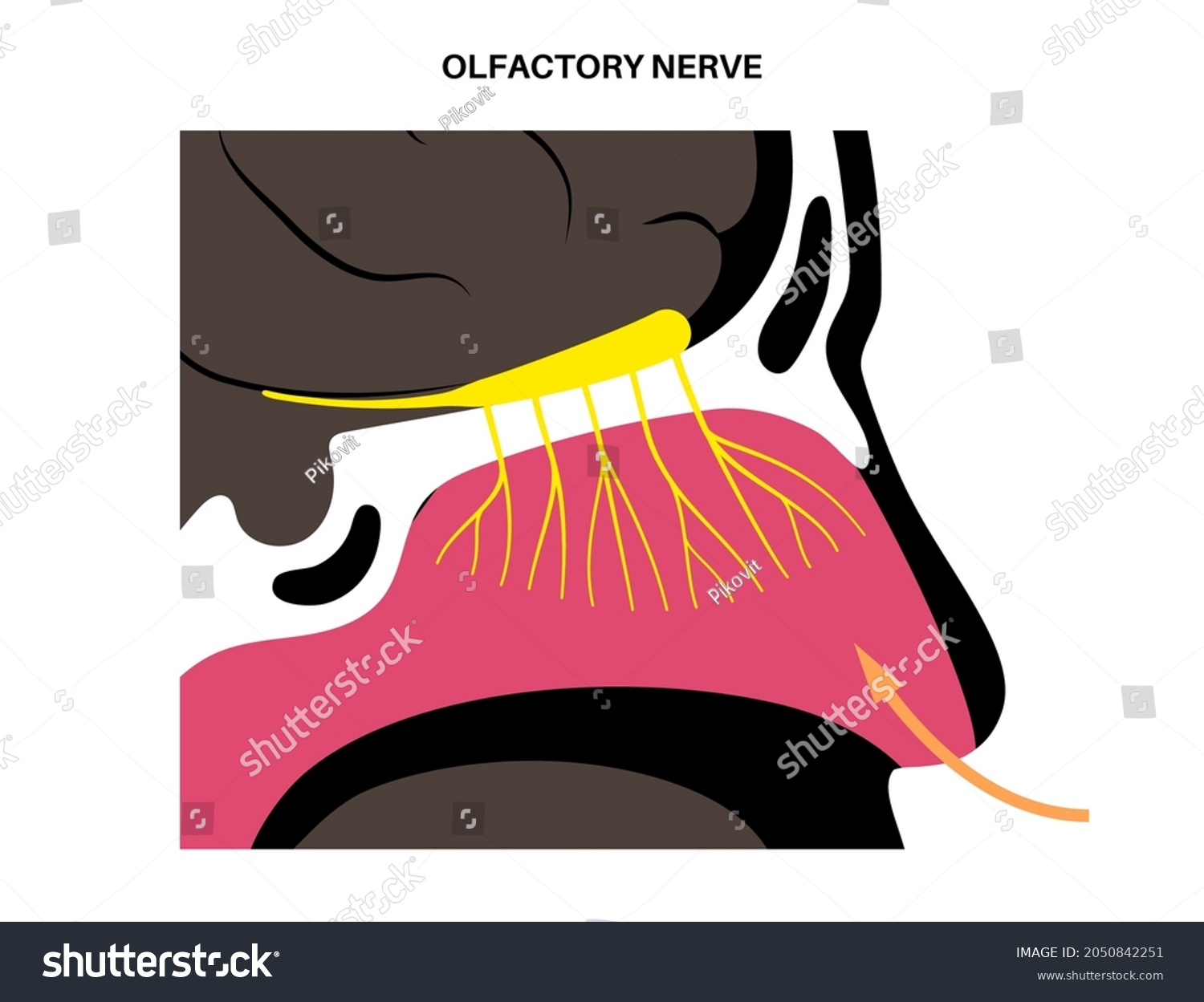 Olfactory Nerve Anatomical Poster Human Nasal Stock Vector Royalty