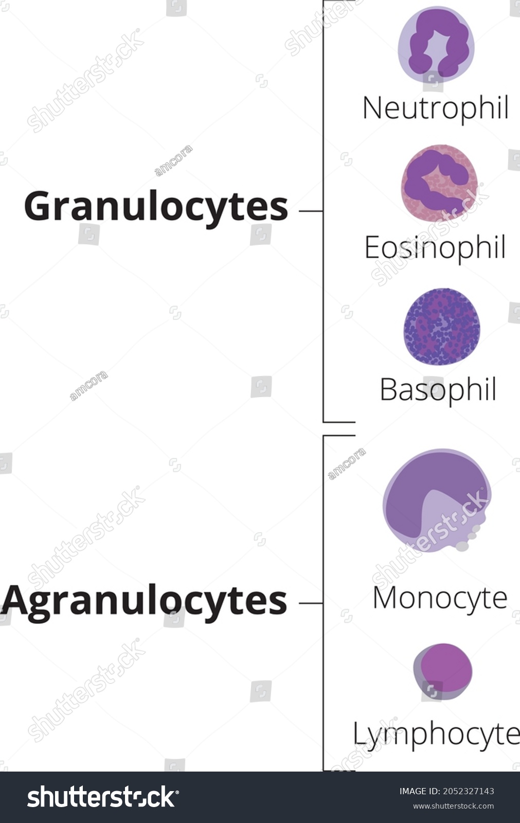 Types White Blood Cells Leukocytes Granulocytes เวกเตอรสตอก ปลอดคา