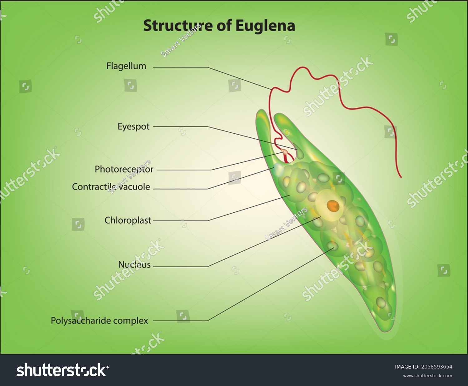 Structure Euglena Protozoa Cell Stock Vector Royalty Free 47367 Hot Sex Picture 9637