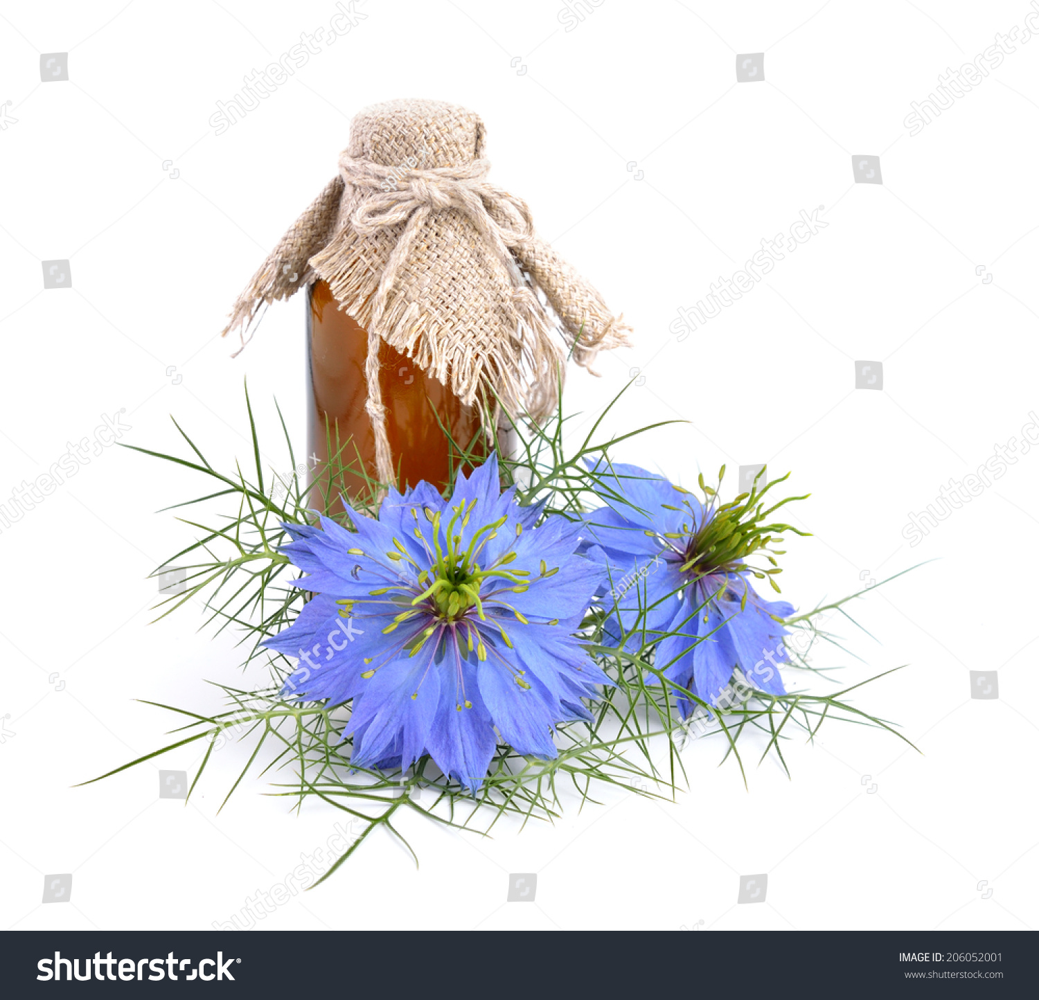 Nigella Sativa Fennel Flower Nutmeg Flower Stock Photo 206052001