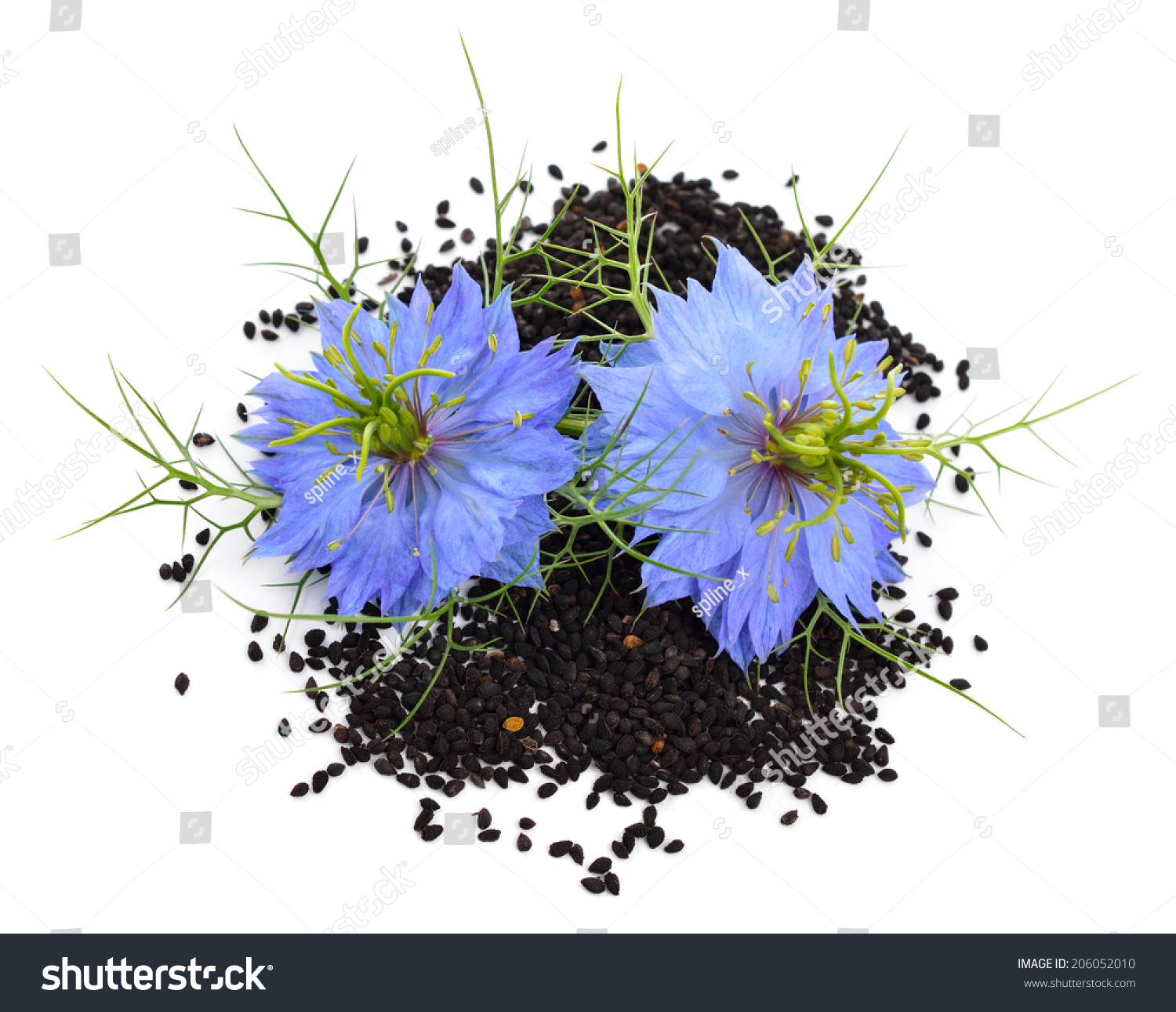 Photo De Stock Nigella Sativa Ou Fleur De Fenouil 206052010 Shutterstock