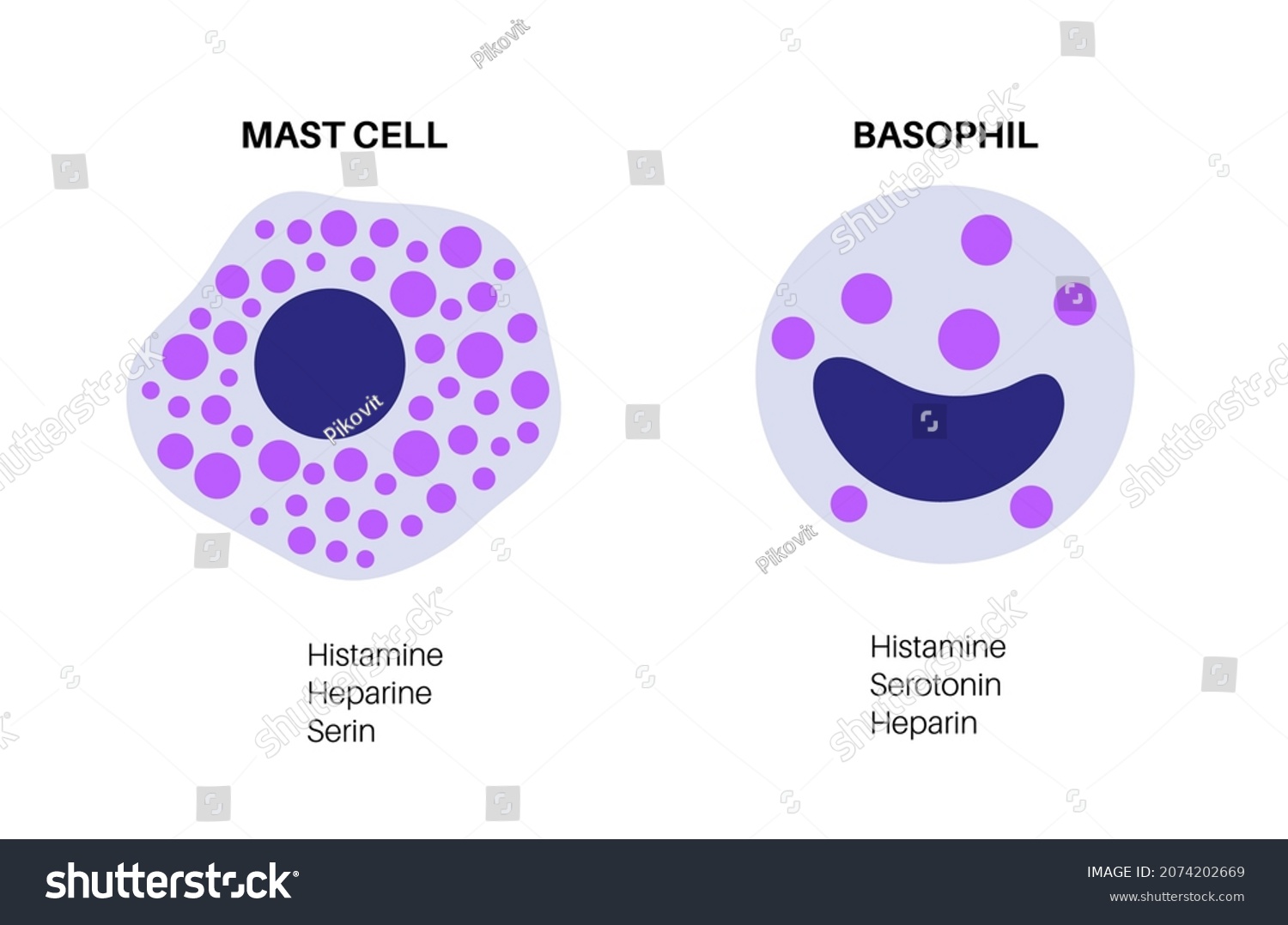 Basophil Mast Cell Icons Centre Adaptive Stock Vector Royalty Free