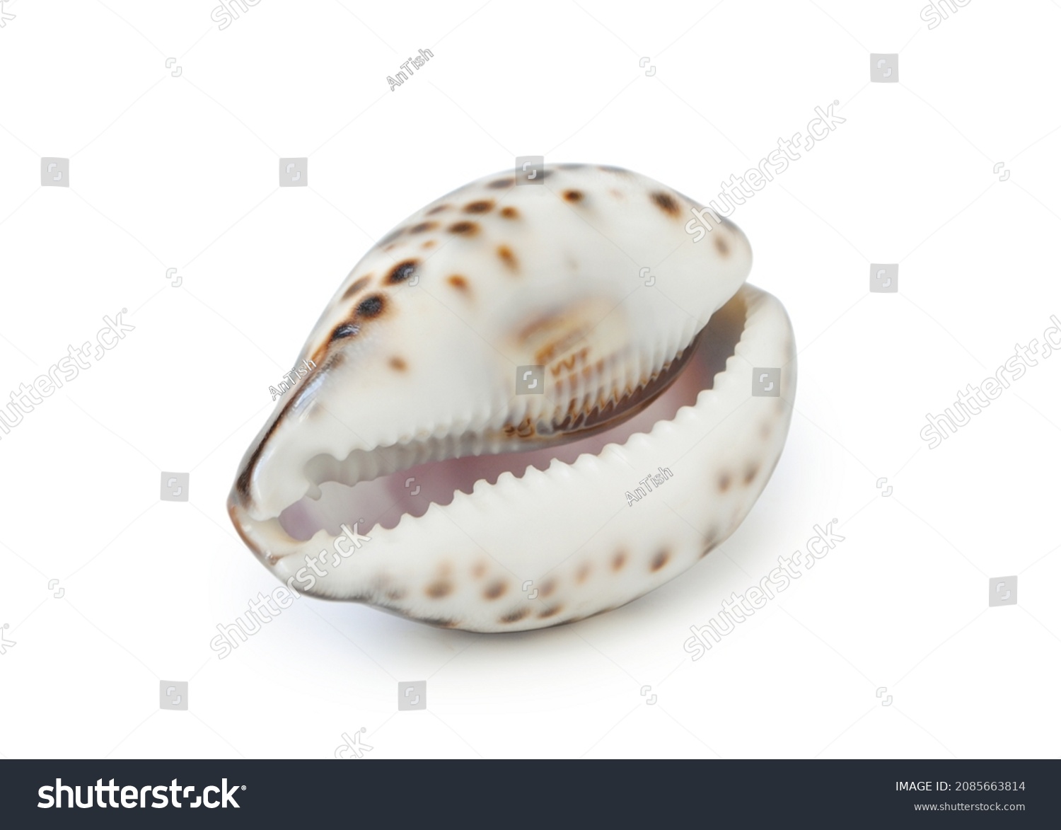 Cypraea Tigris Isolated On White Background Stock Photo