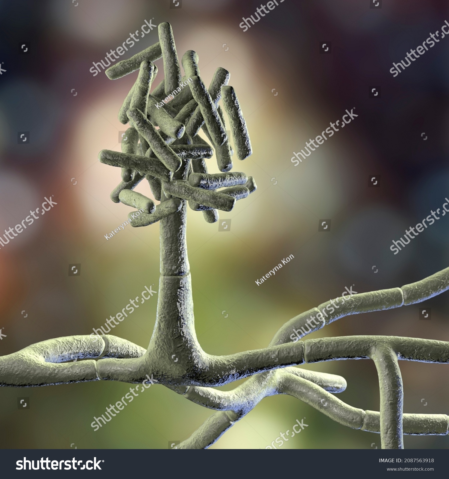 Microscopic Fungi Hormographiella Scientific D Illustration Stock