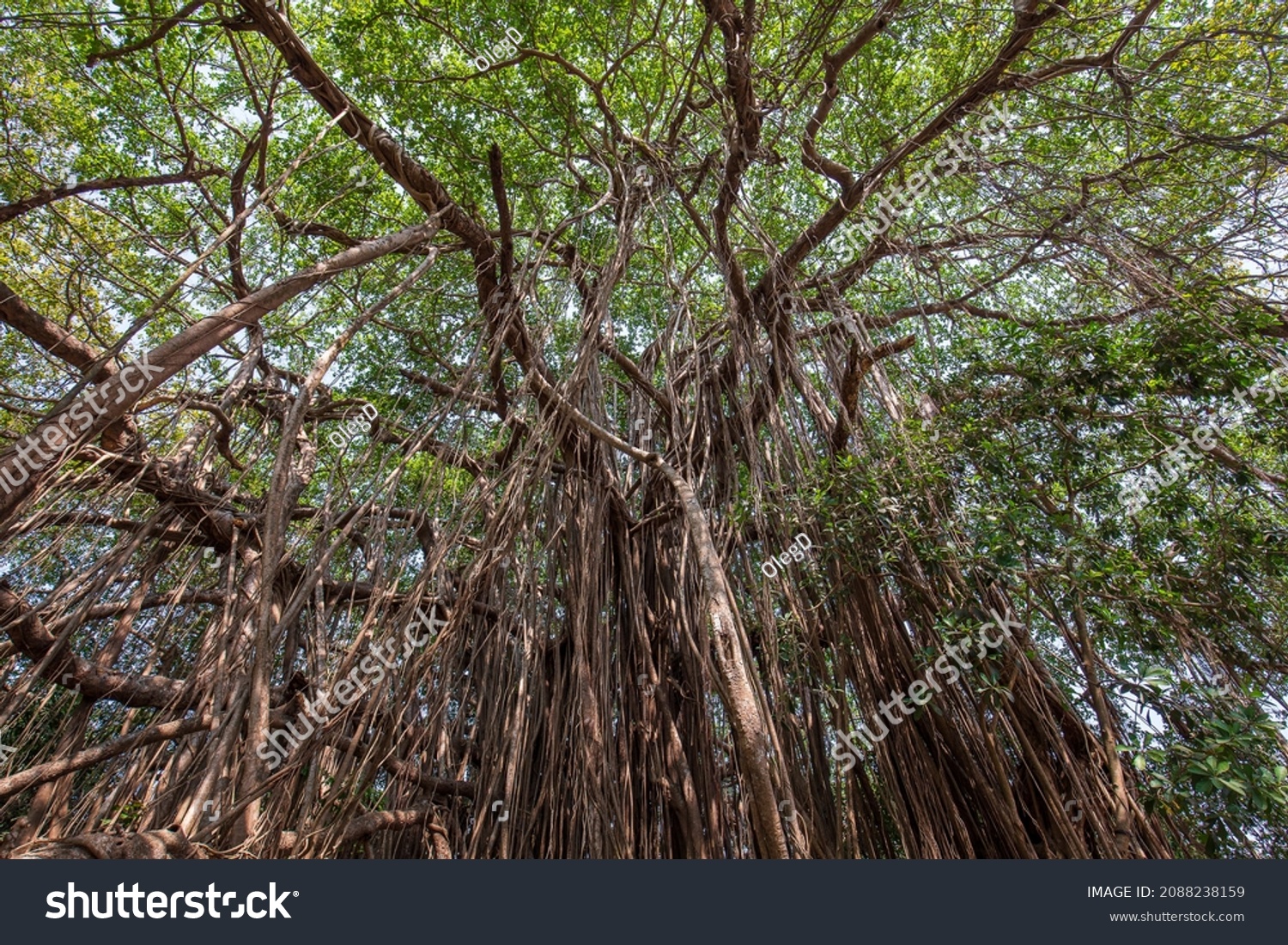 Old Ancient Banyan Tree Long Roots Stock Photo Shutterstock