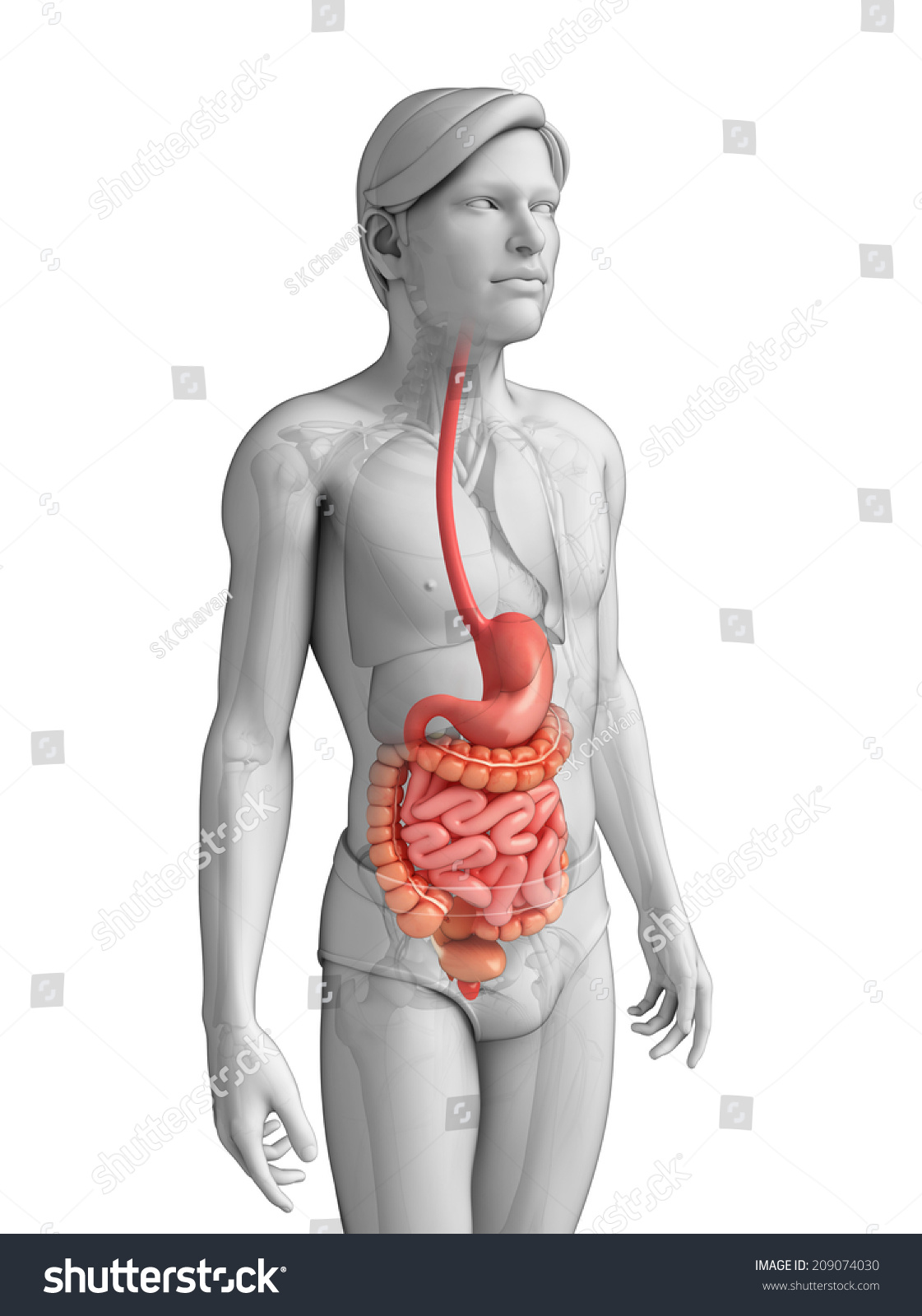 Illustration Male Small Intestine Anatomy Stock Illustration