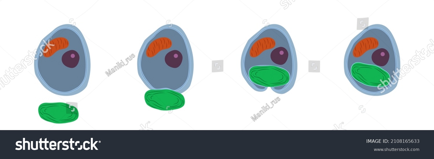 Primary Endosymbiosis Illustration Primary Endosymbiosis Occurs Stock