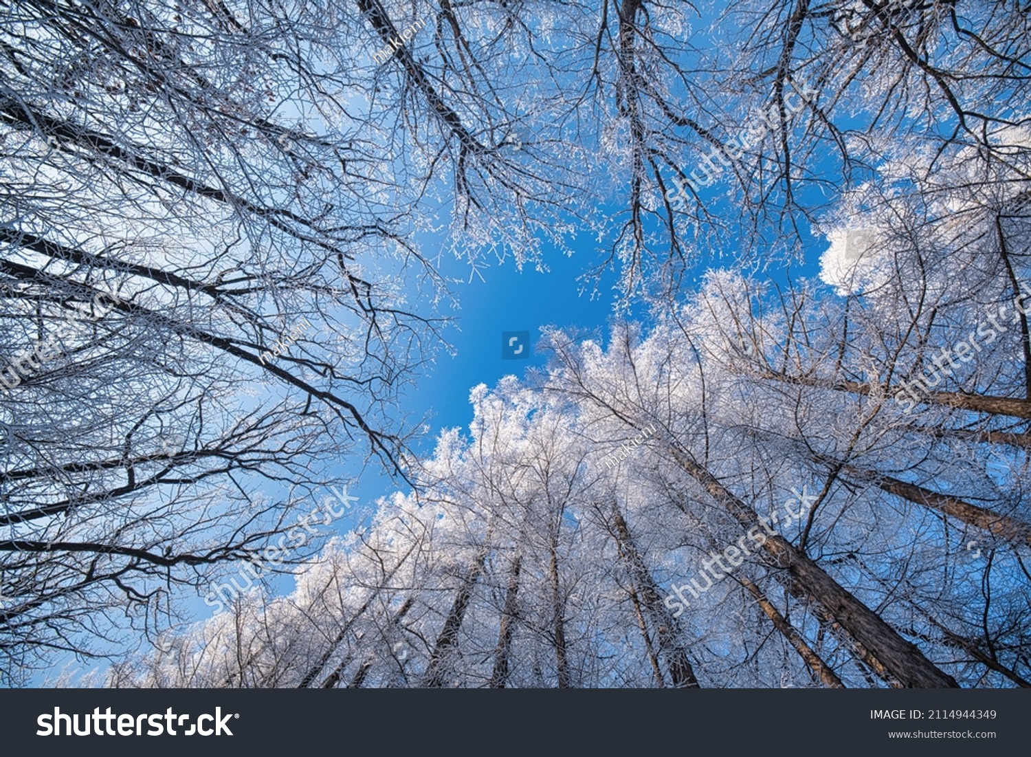 Frost Covered Tree Blue Sky Stock Photo Shutterstock