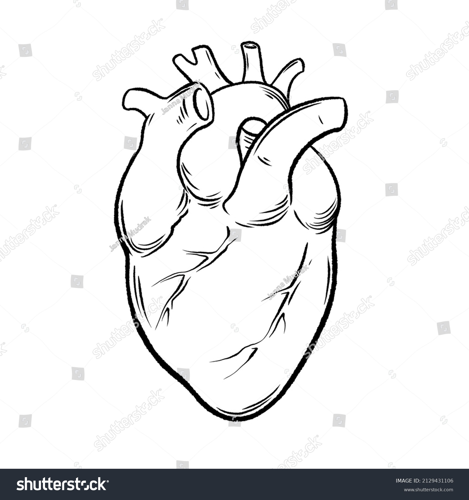 Doodle Human Heart Anatomical Realistic Line Stock Illustration