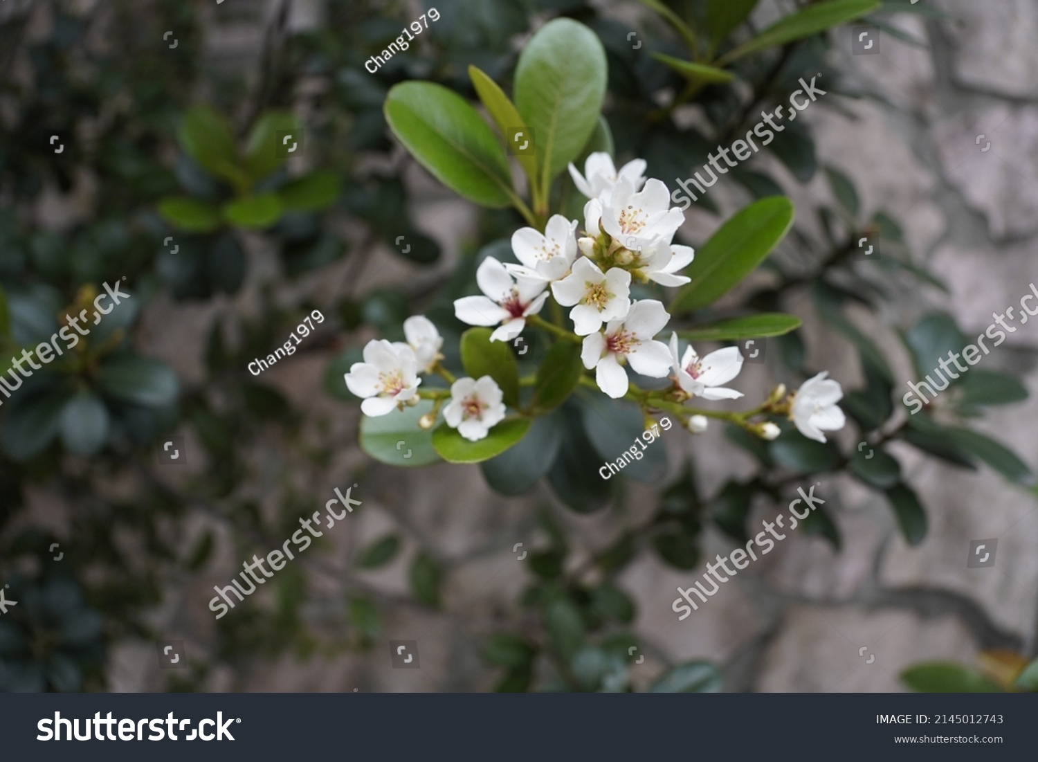 Murraya Paniculata Commonly Known Orange Jasmine Stock Photo