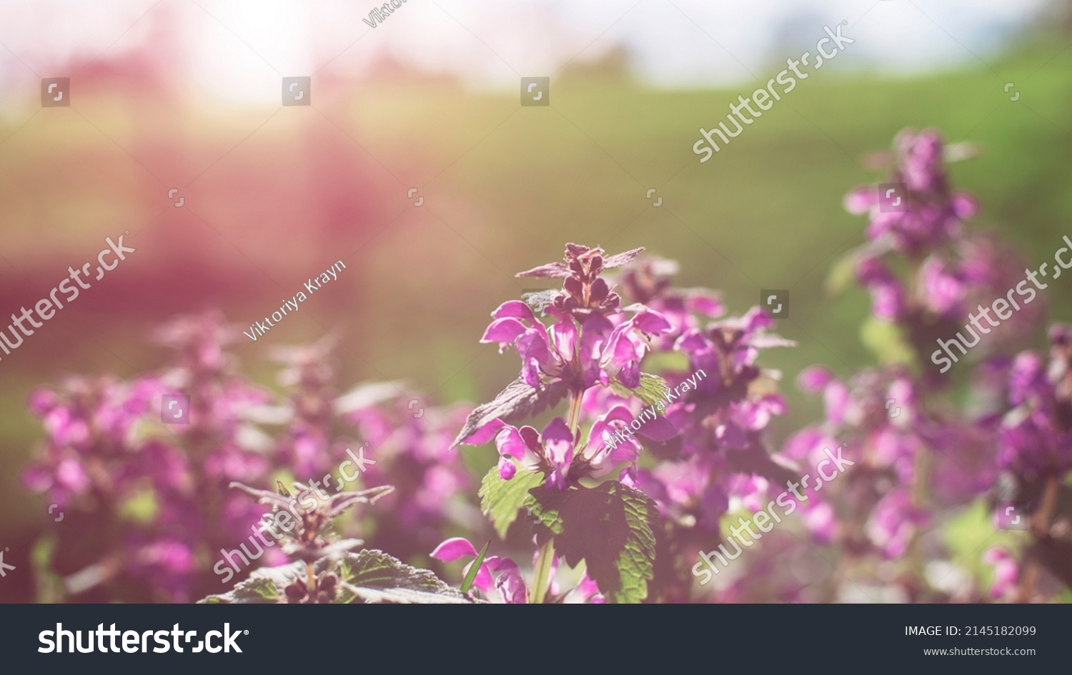 Nepeta X Faasseni Images Stock Photos Vectors Shutterstock