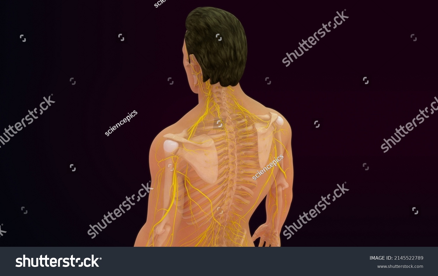 Human Body Skeleton Nervous System Anatomy Stock Illustration