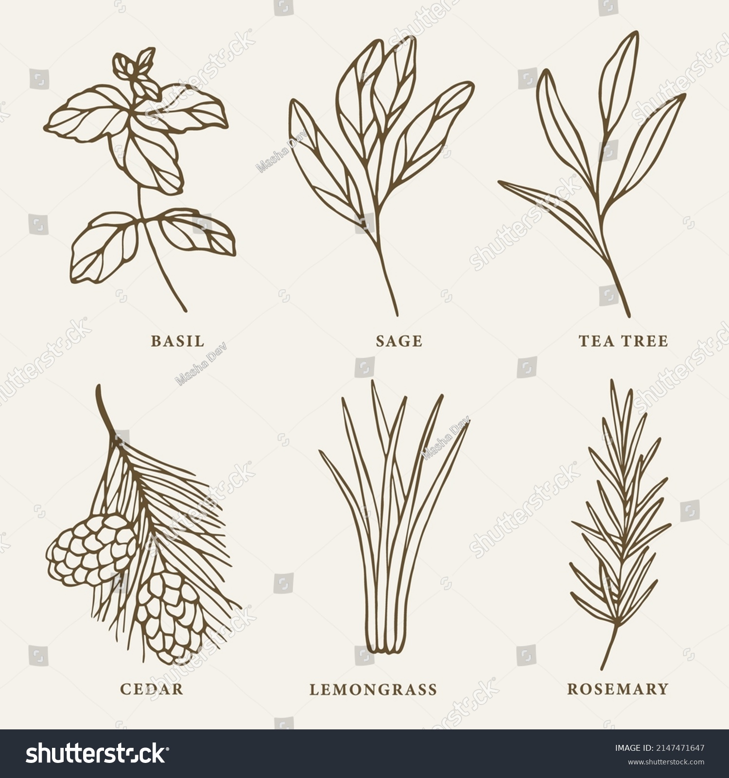 Set Hand Drawn Essential Oil Plants Stock Vector Royalty Free