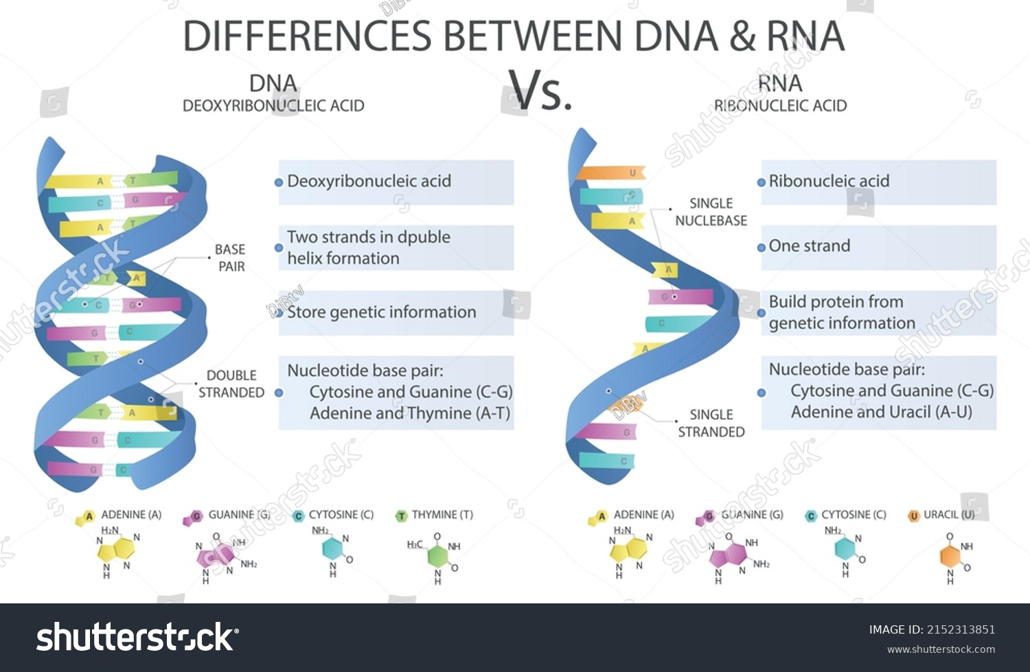 RNA와 DNA의 차이점 RNA와 DNA 구조 스톡 벡터 로열티 프리 2152313851 Shutterstock