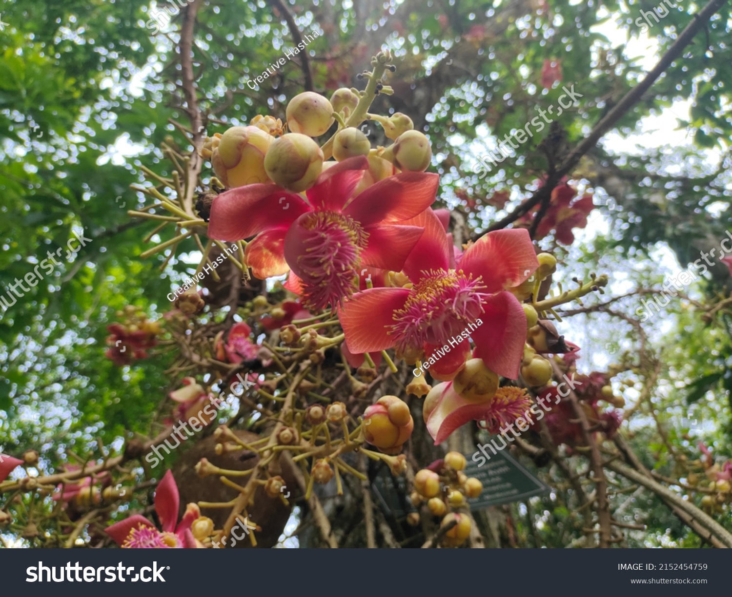 Cannonball Tree Nagalinga Tree Malayalam Medicinal Stock Photo