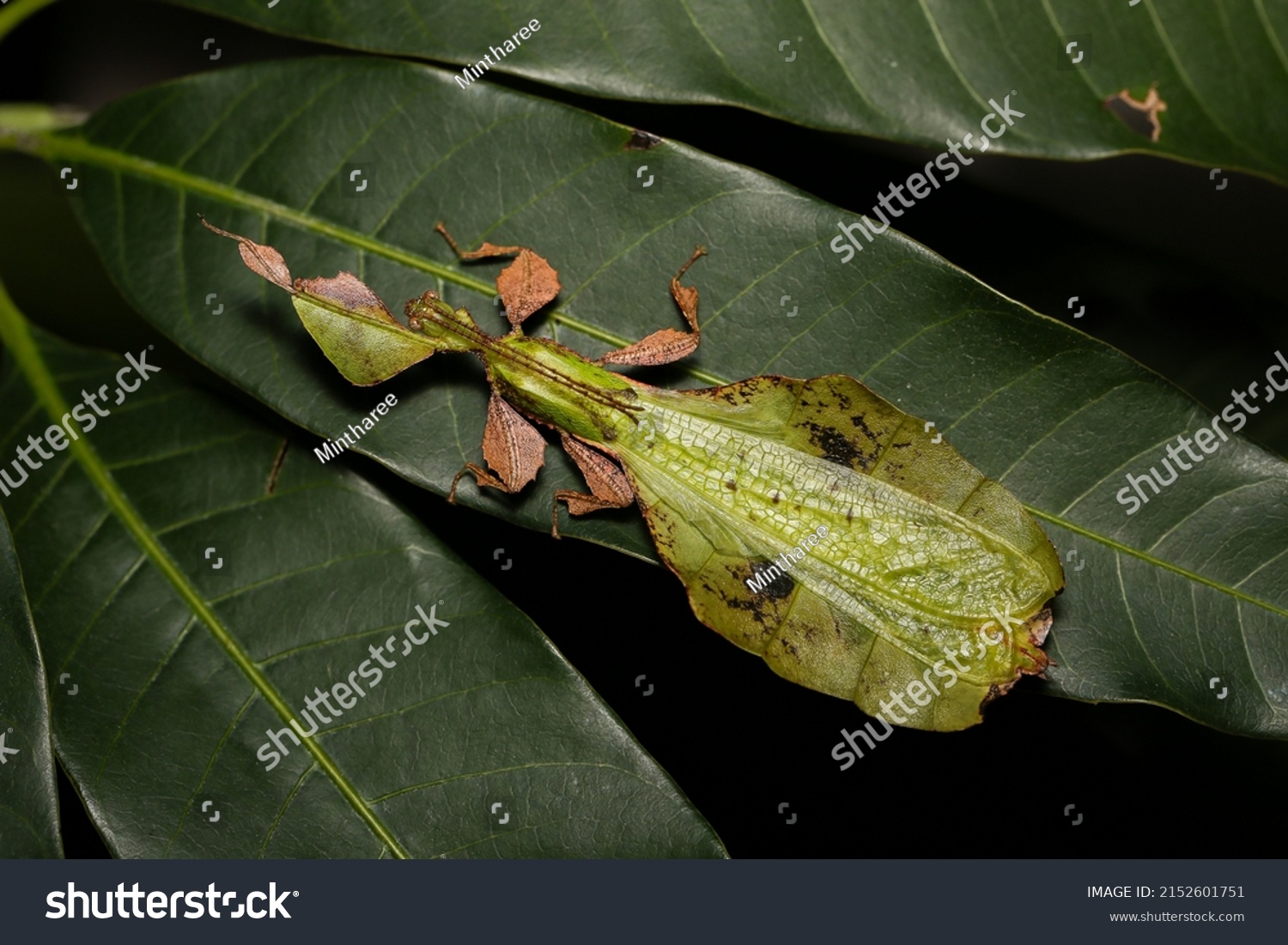 Male Pulchriphyllium Giganteum Giant Leaf Insect Stock Photo 2152601751