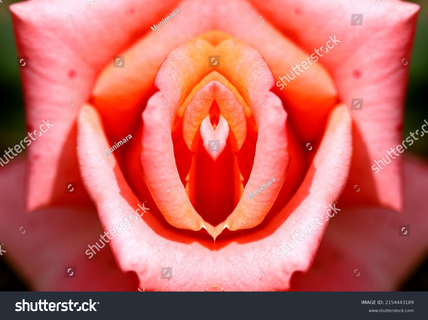 Sex Pussy Vulva Clitoris Vagina Orgasm库存照片2154443189 Shutterstock