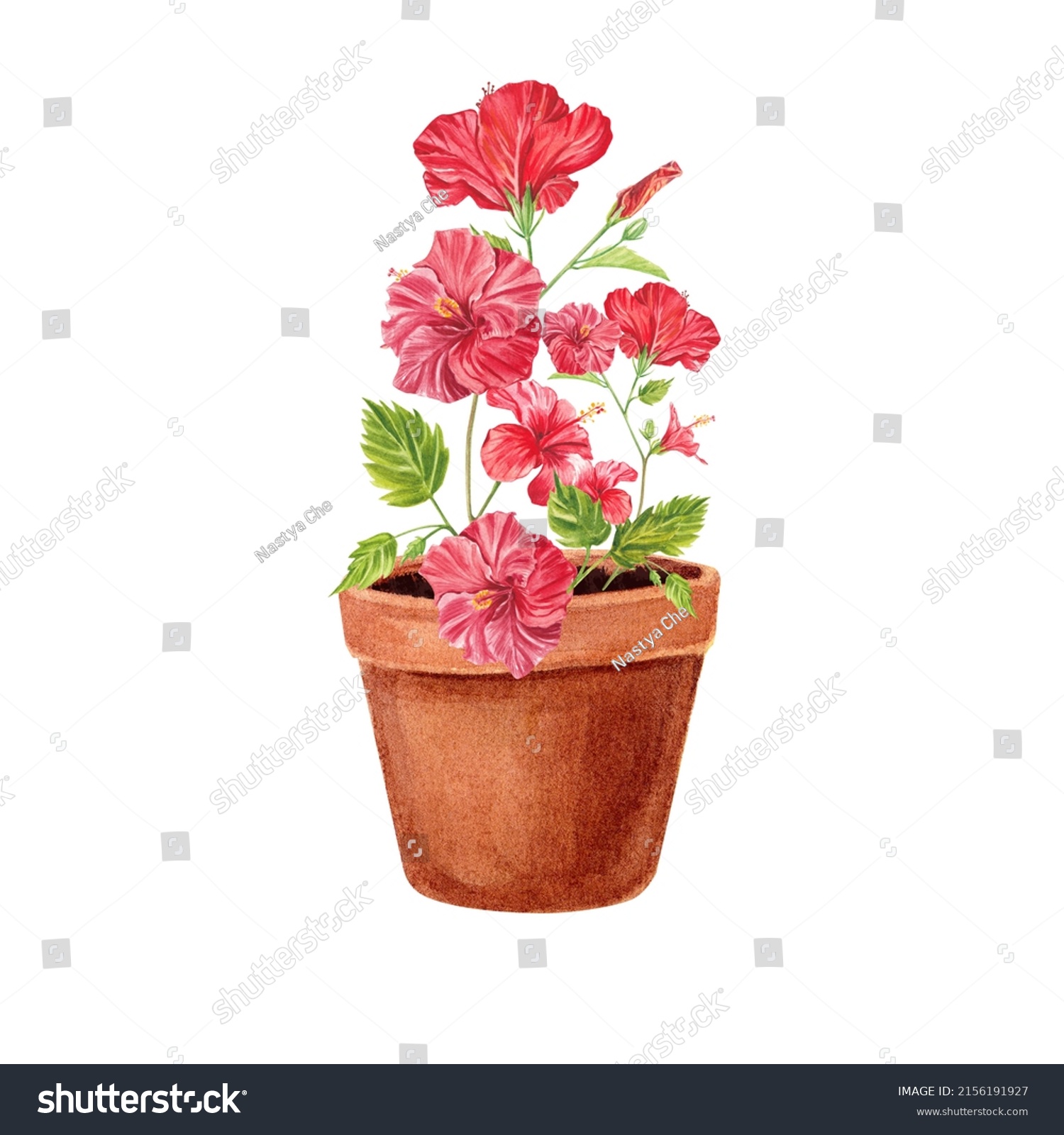 Red Hibiscus Flower Highlighted On White Stock Illustration Shutterstock