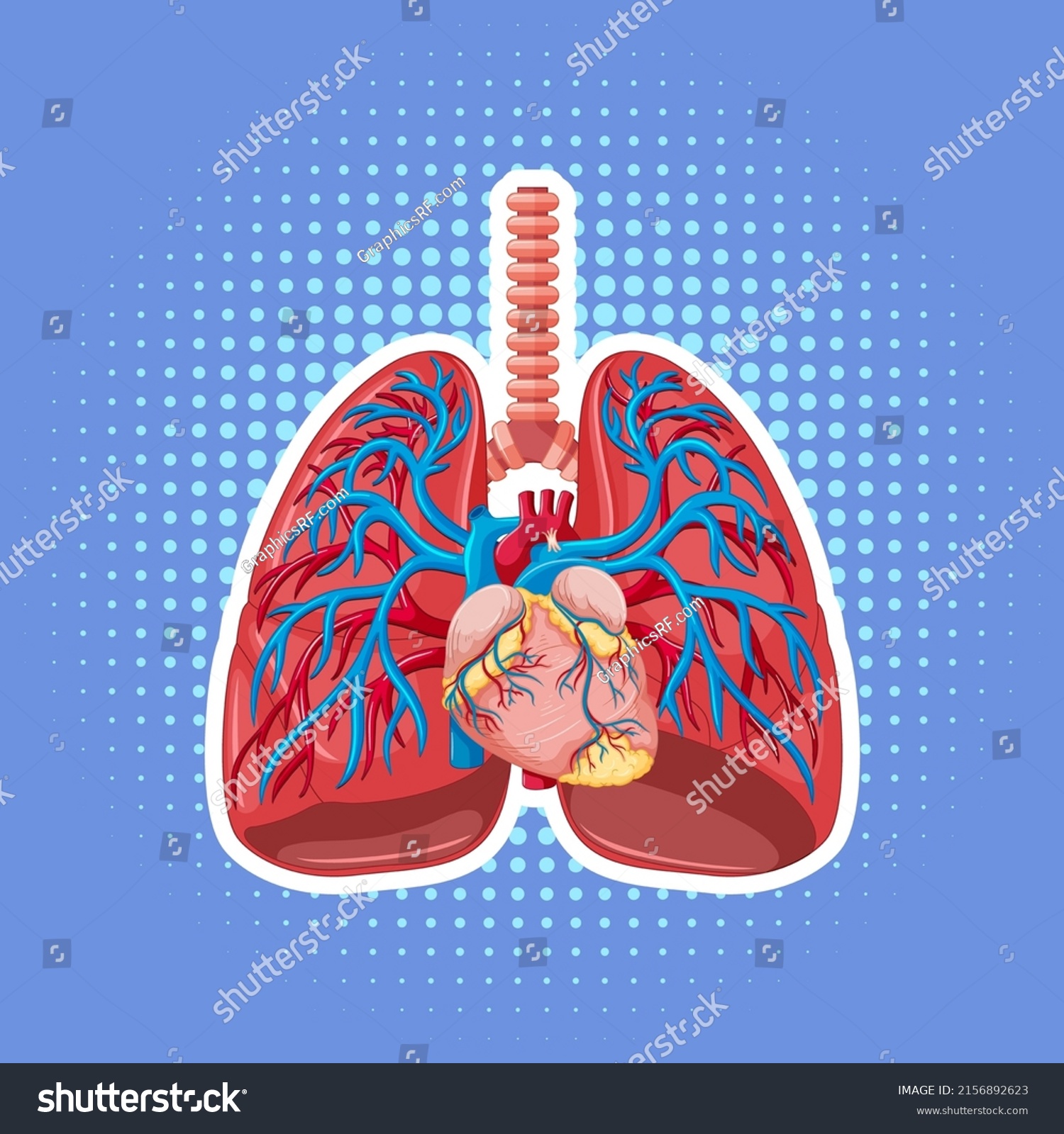 Human Internal Organ Lungs Illustration Stock Vector Royalty Free