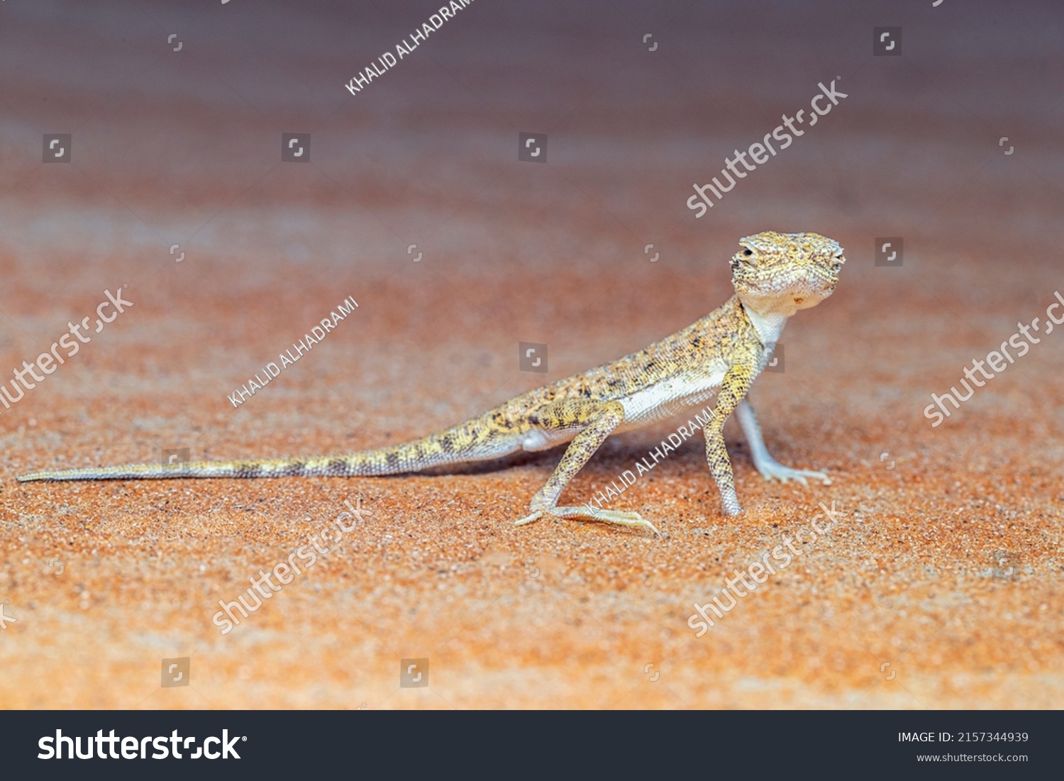 Arabian Toadheaded Agama Phrynocephalus Arabicus Species Stock Photo