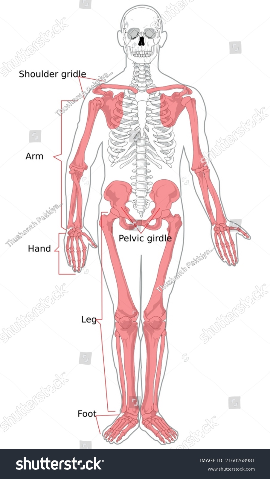 Human Skeleton Anterior Viewcolor Illustration Stock Illustration