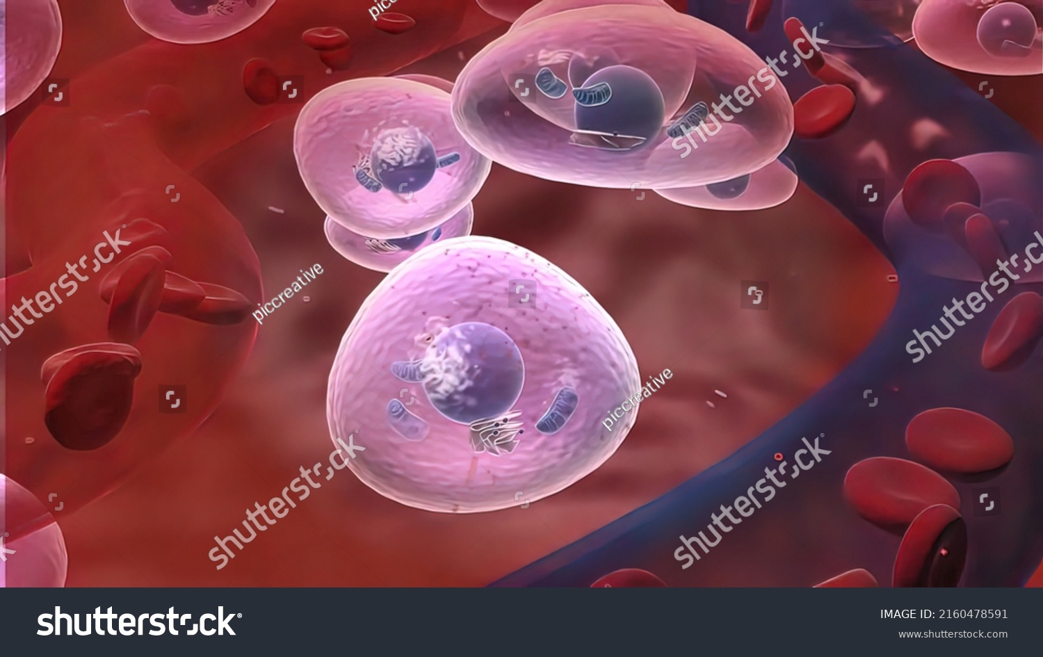 Macrophages Effector Cells Innate Immune System Stock Illustration