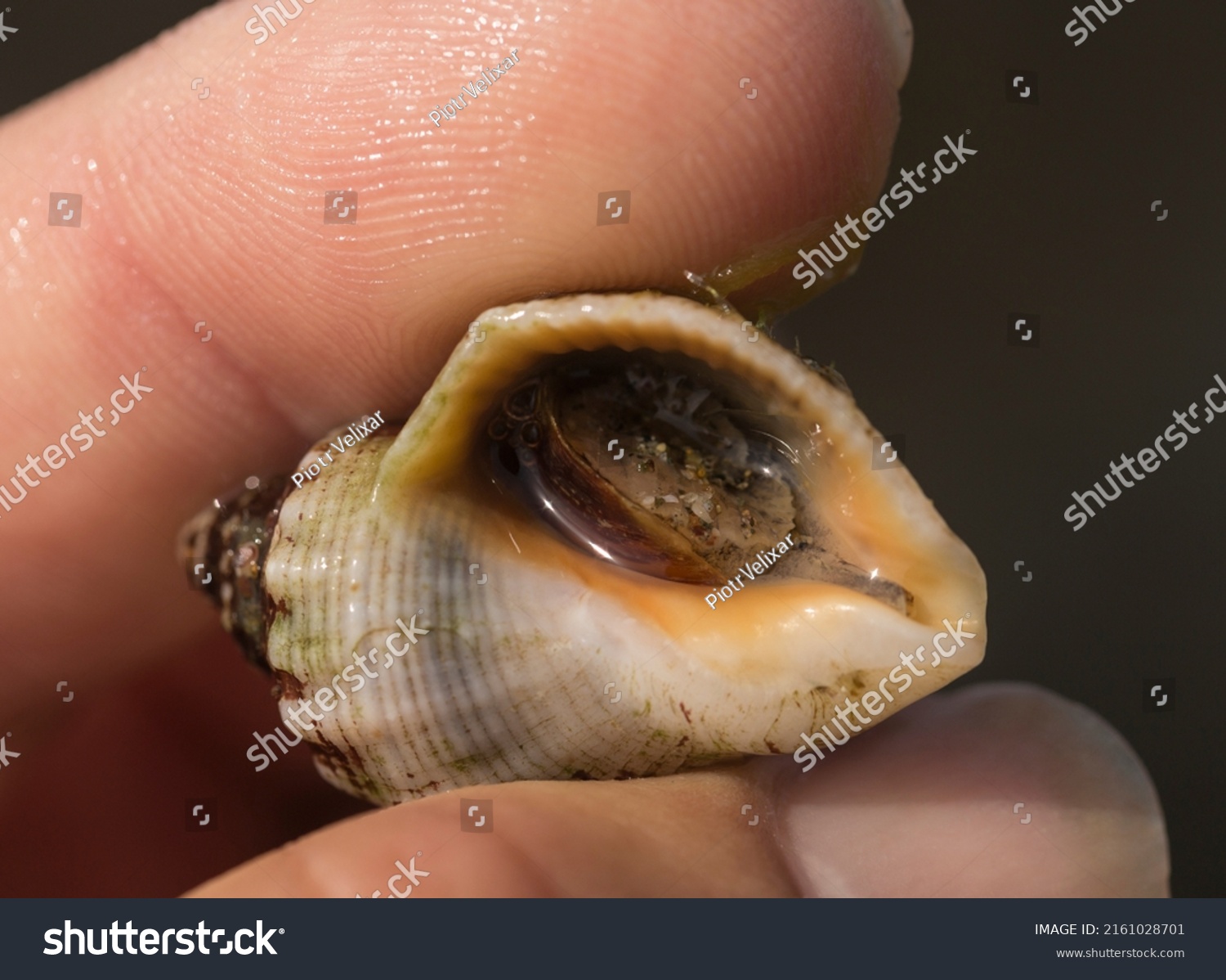 Rapana Venosa Common Name Veined Rapa Stock Photo Shutterstock