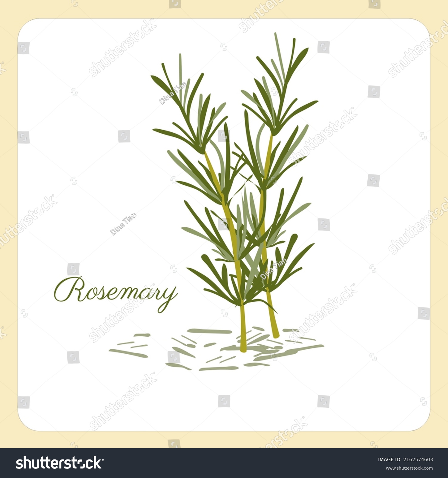 Rosemary Branch Vector Illustration Fresh Rosemary Stock Vector