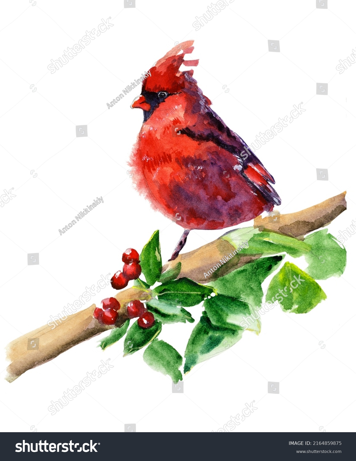 105 Watercolors Cardinals Stock Photos Images Photography Shutterstock