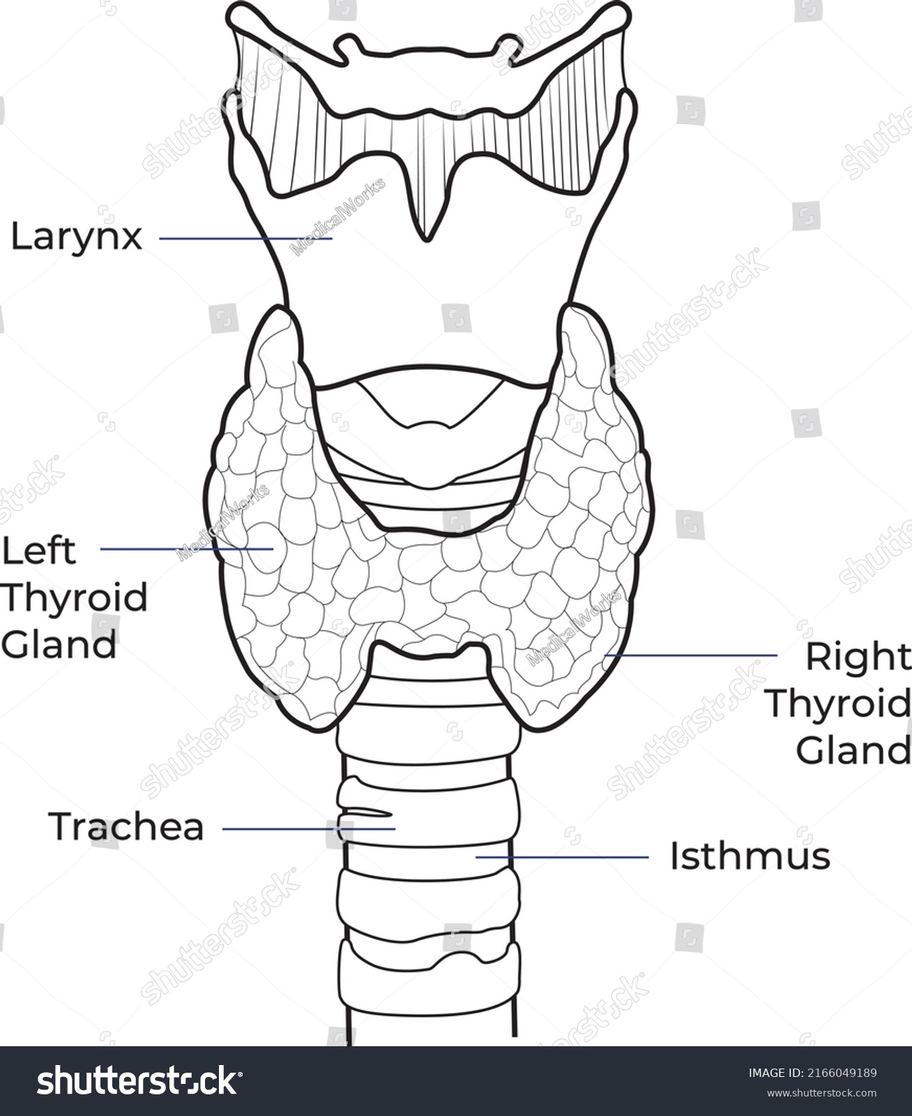 Vector Illustration Diagram Thyroid Gland Thyroid Stock Vector Royalty