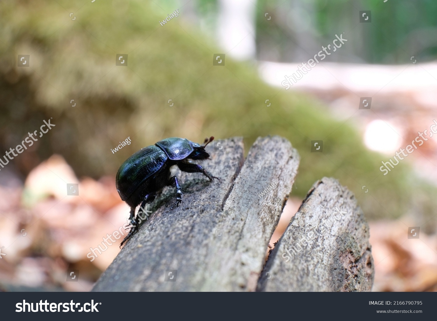 Close Anoplotrupes Stercorosus Dor Beetle Forest Stock Photo 2166790795