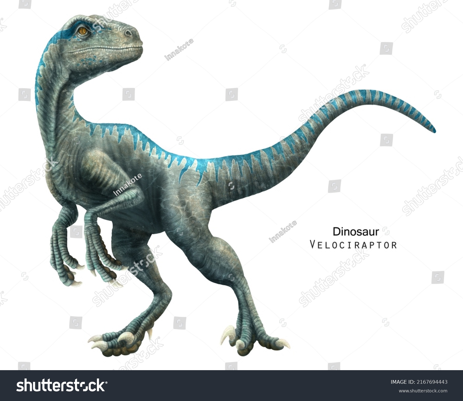 Velociraptor Illustration Dinosaur Cretaceous Period Predator Stock