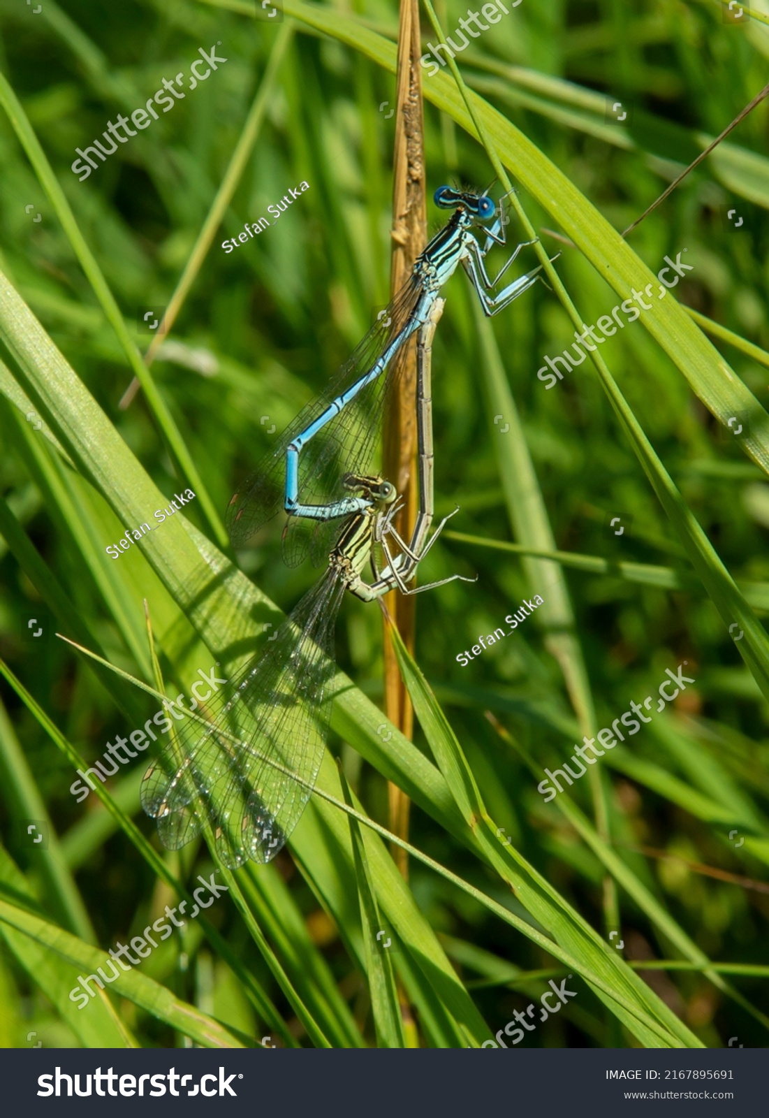 Whitelegged Damselfly Blue Featherleg Platycnemis Pennipes Stock Photo