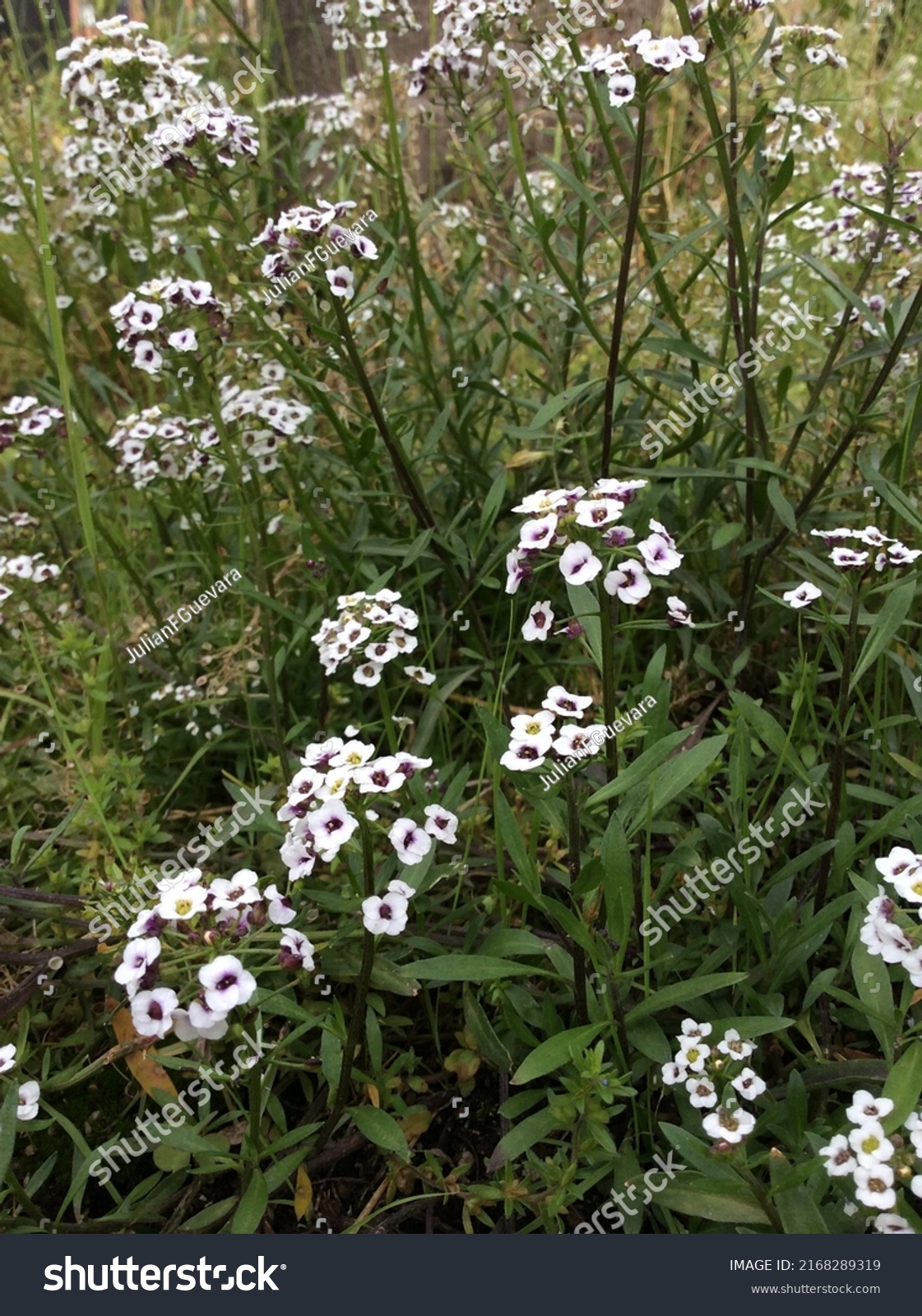 Lobularia Maritima Sea Alder Alyssum Plant Stock Photo