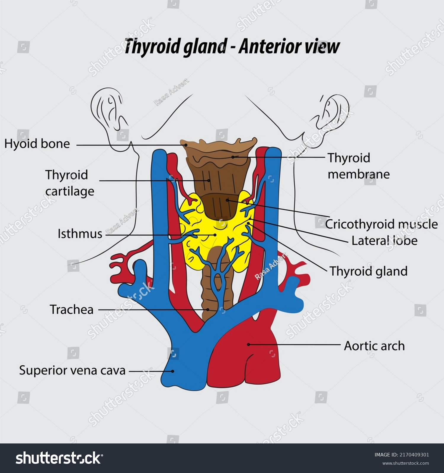 Thyroid Gland Labeled Diagram Thyroid Gland Stock Illustration