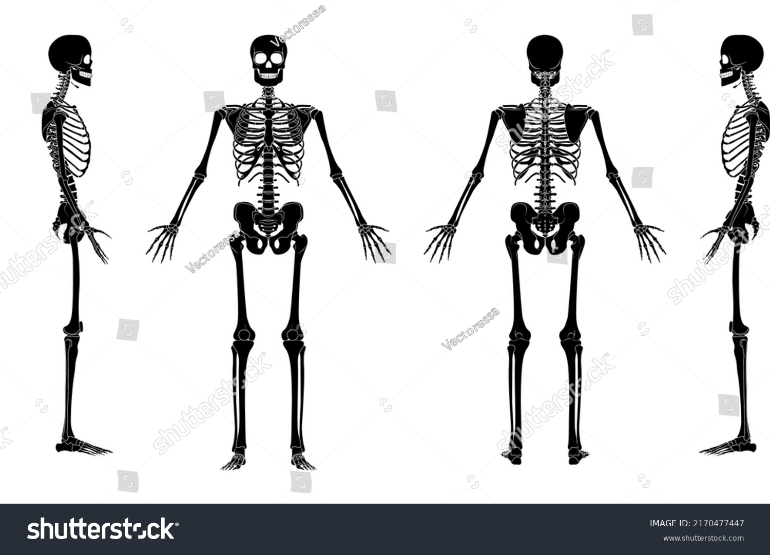 Set Skeleton Silhouette Human Bones Hands Stock Vector Royalty Free