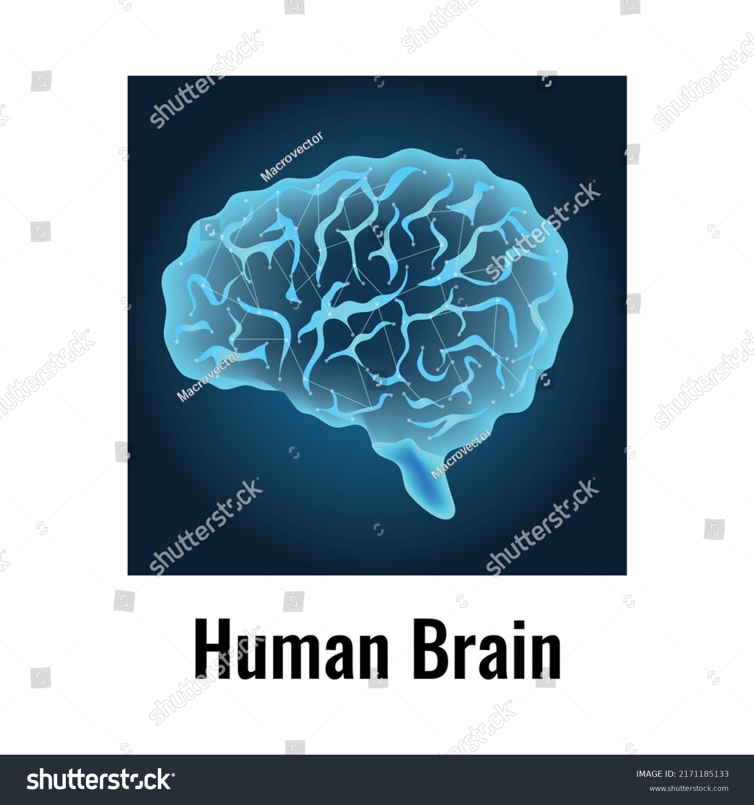 Neurology Human Brain Anatomy Composition Editable Stock Vector