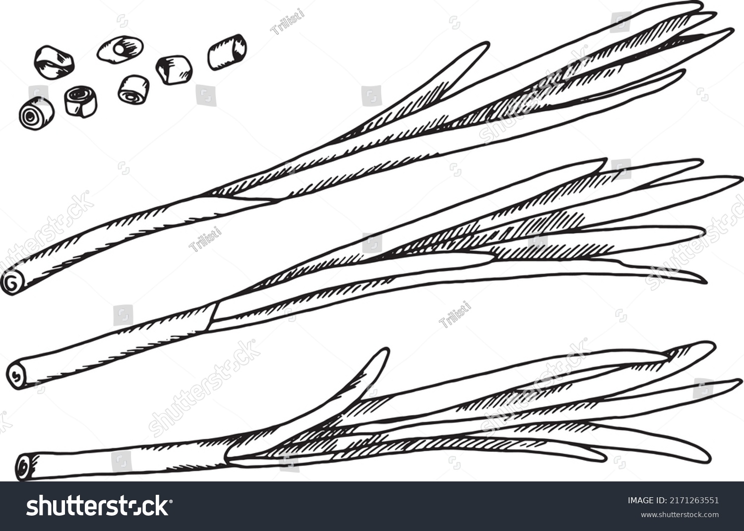 Green Onions Line Art Vector Illustration Stock Vector Royalty Free