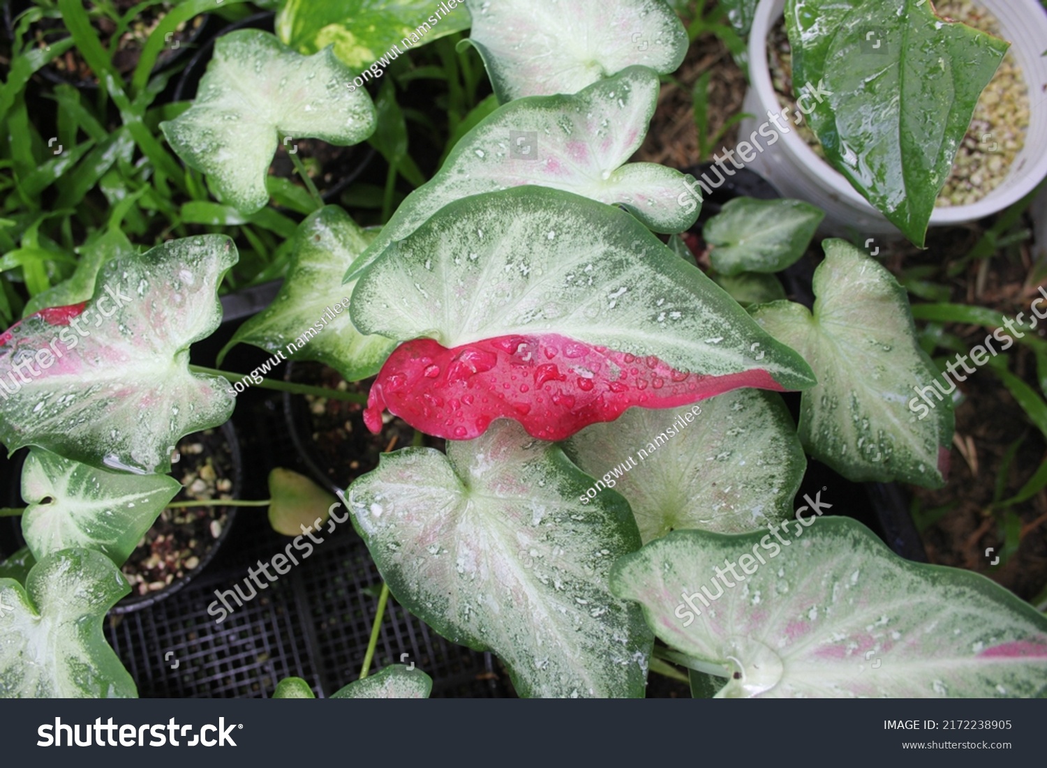 Beautiful Caladium Bicolor Queen Leafy Plants Stock Photo