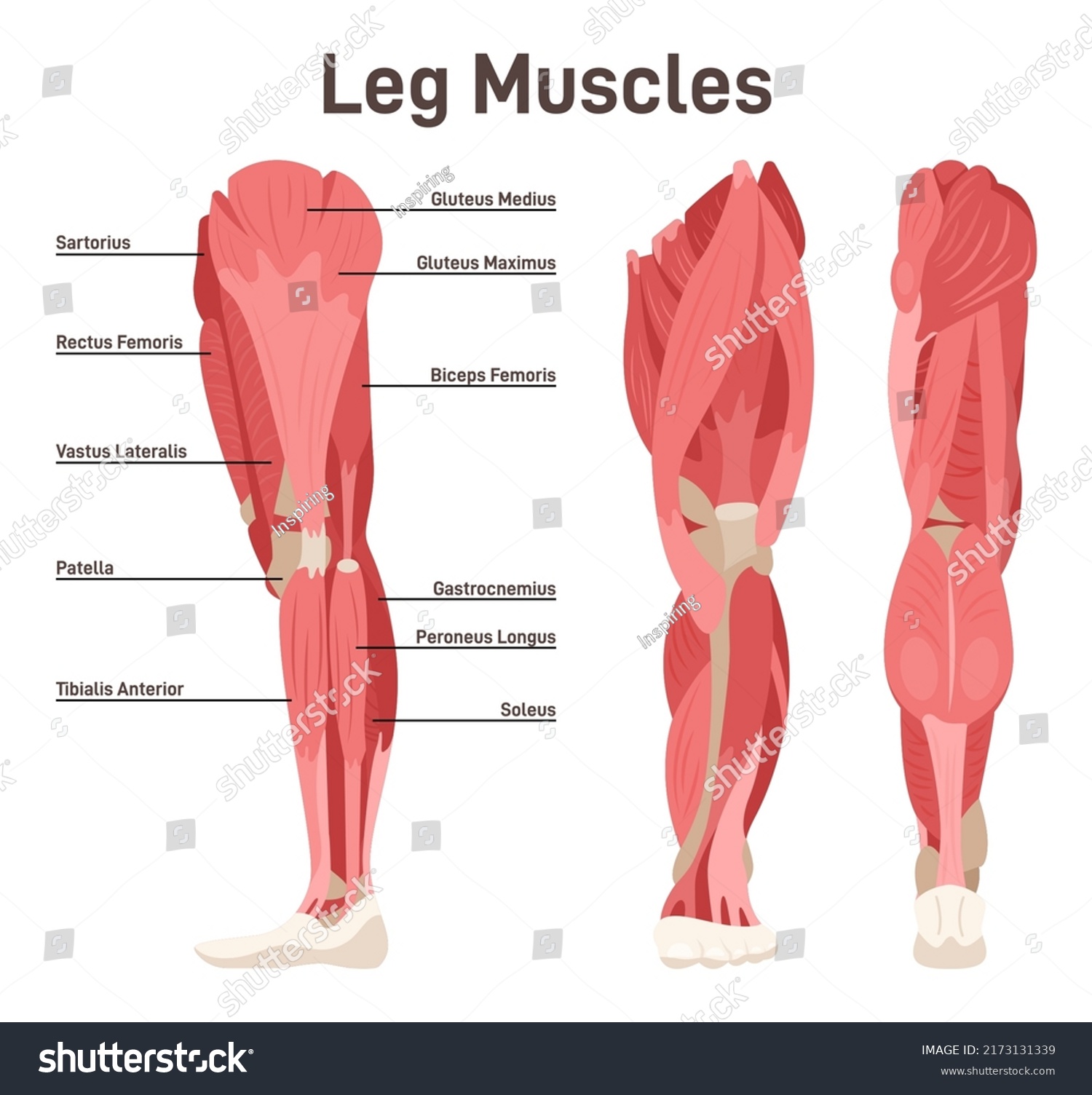 Leg Muscle Anatomical Structure Set Front Stock Vector Royalty Free