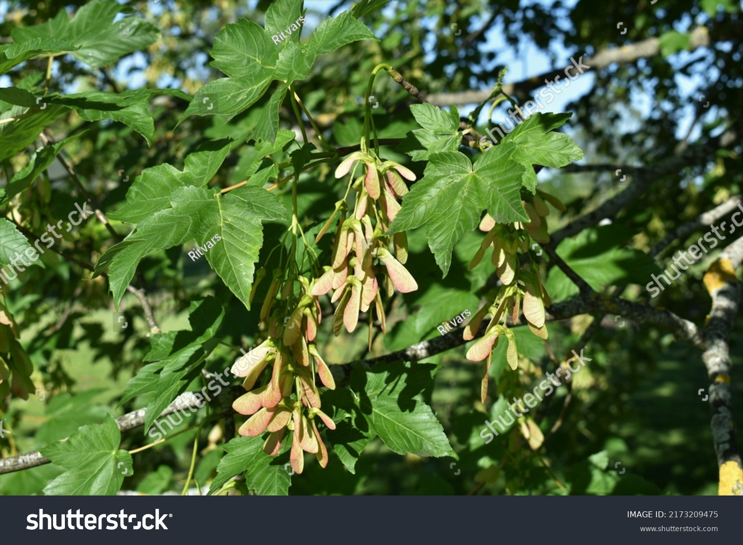 Acer Pseudoplatanus Leaves Growing Fruits Closeup Stock Photo