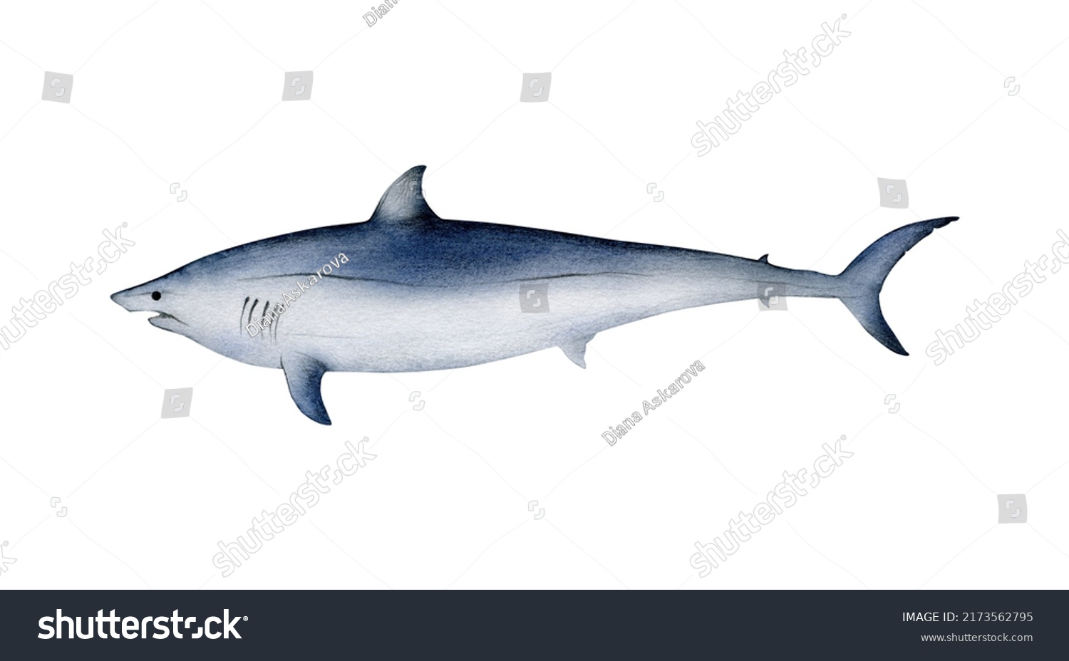 Handdrawn Watercolor Shortfin Mako Shark Illustration Stock