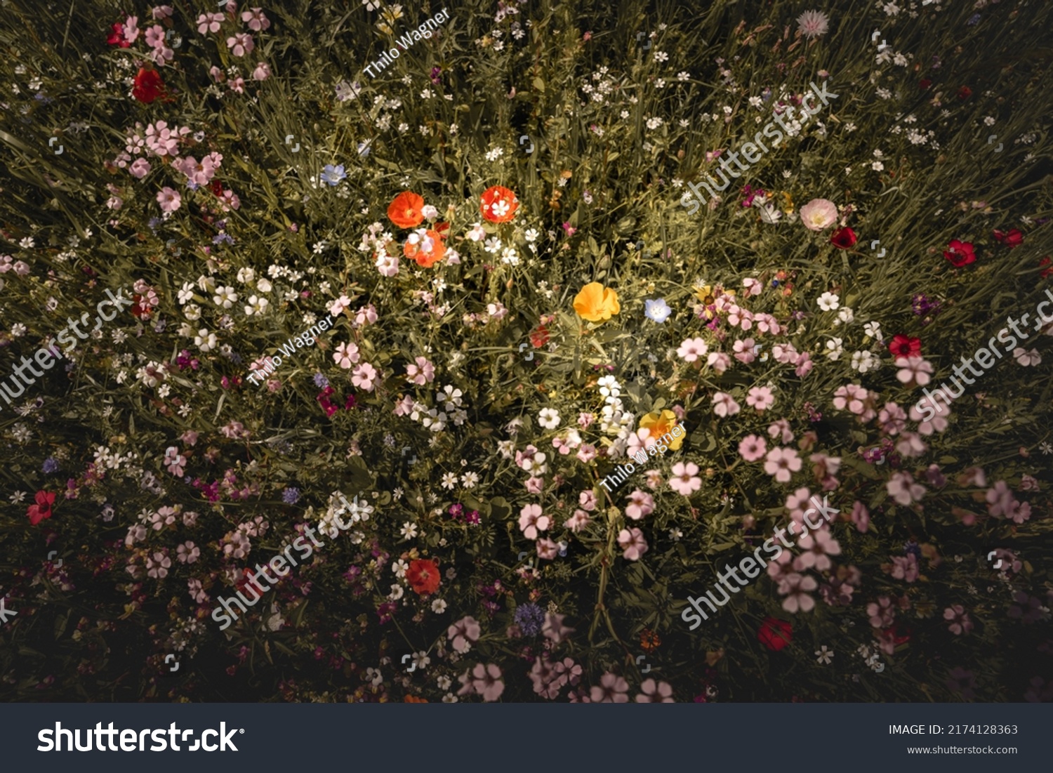 Bunte Blumenwiese Mit Vielen Blumen Wiesenblumen Stock Photo