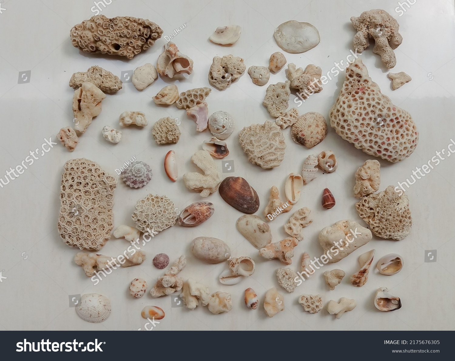 Coral Reefs Terumbu Karang Marine Ecosystems Stock Photo 2175676305