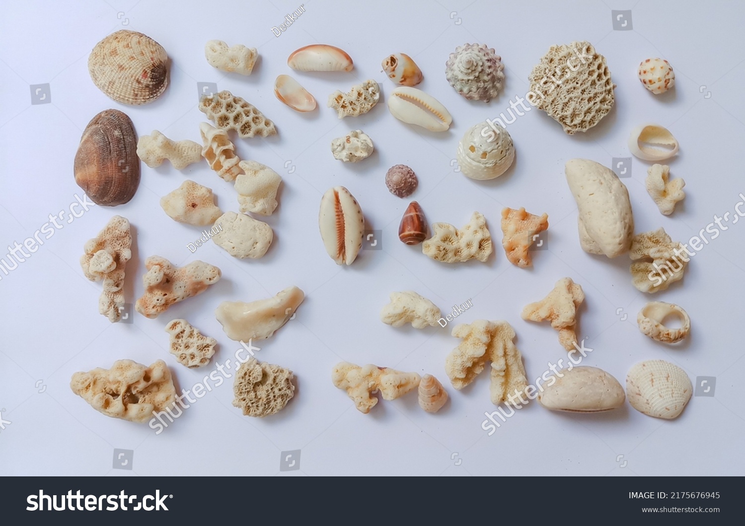 Coral Reefs Terumbu Karang Marine Ecosystems Stock Photo