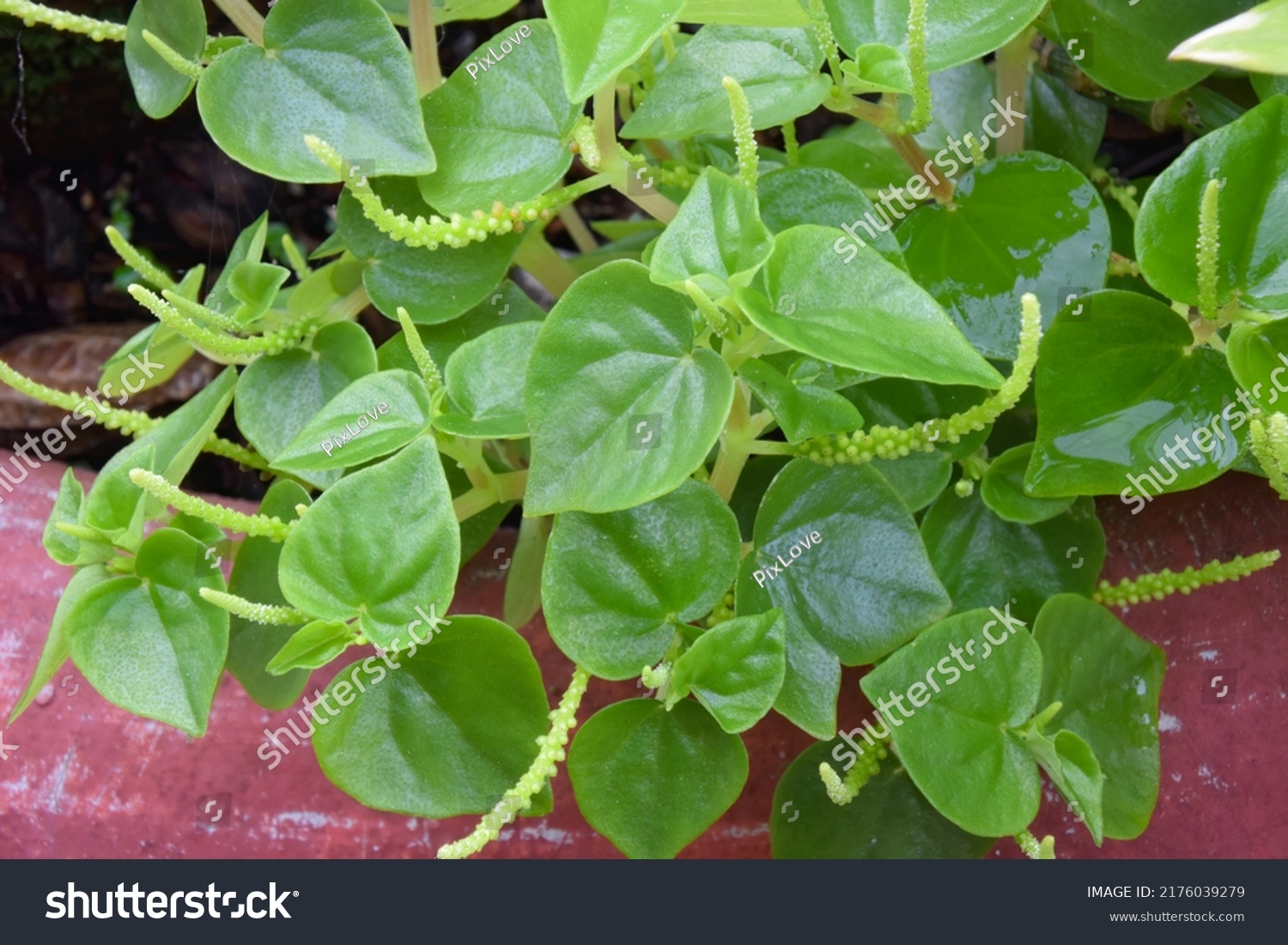 Lush Green Peperomia Pellucida Kunth Peperomia Stock Photo 2176039279